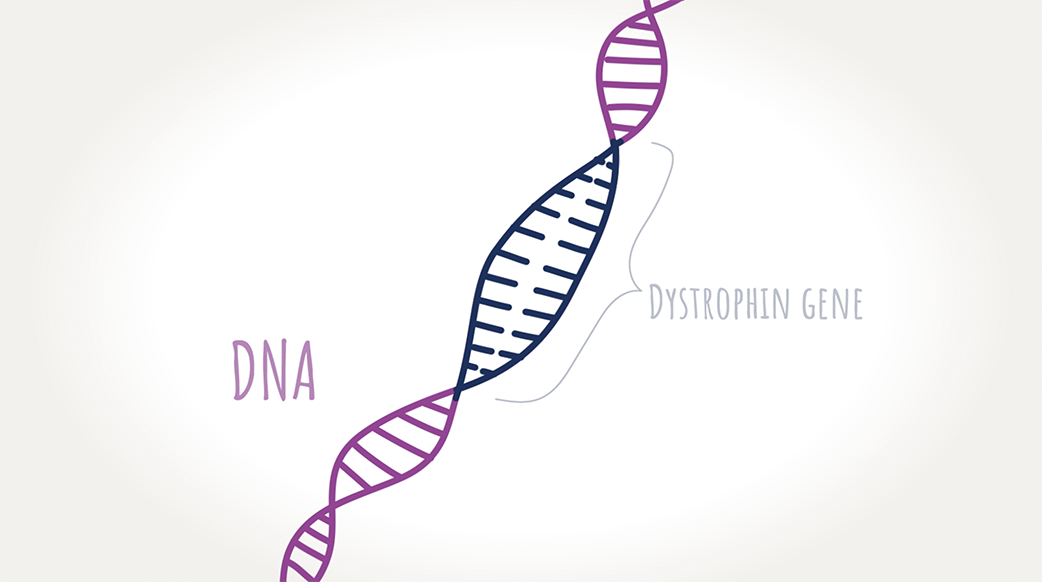 Graphic of a dystrophin gene