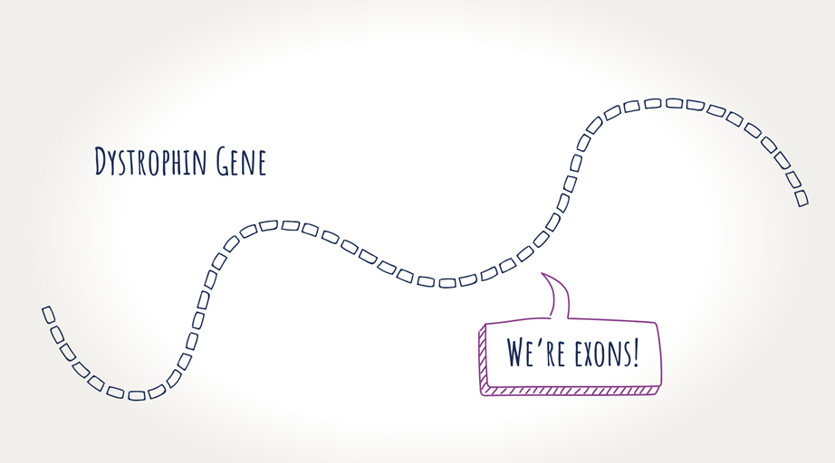 Graphic of dystrophin gene – saying 'we're exons!'