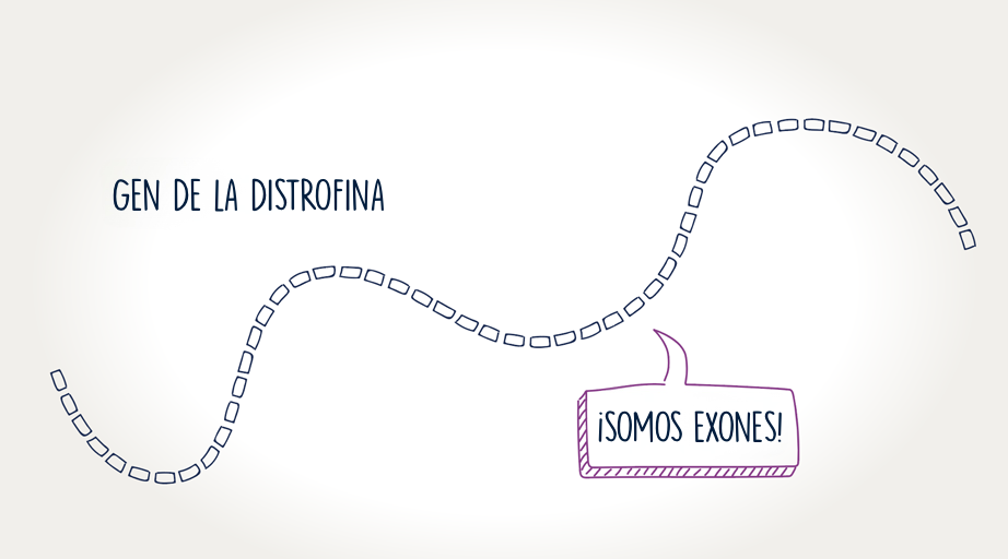 Gráfico del gen de la distrofina
